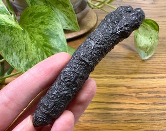 May include: A dark, textured, elongated rock held in a hand. The rock has a rough, uneven surface and a dark gray color. Green and white variegated leaves are in the background, with a wooden surface.