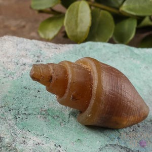 Agatized SEASHELL Fossil - Beach Decor, Jewelry Making, Unique Gift For Rock Collectors, E0360