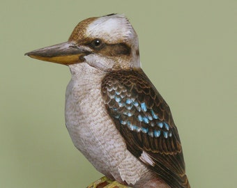 Kookaburra, a paper model