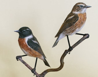 Stonechat, a paper bird.