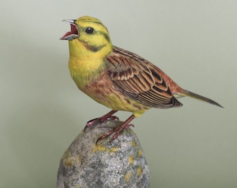 Template Yellowhammer, a lifelike paper model.