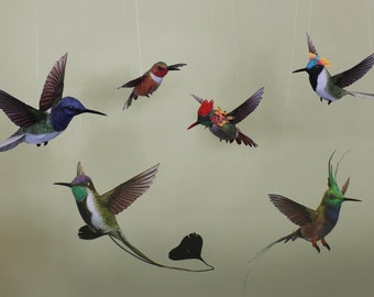 3 beautiful Hummingbirds (1) Sungem, Thorntail, Allen's Hummingbird