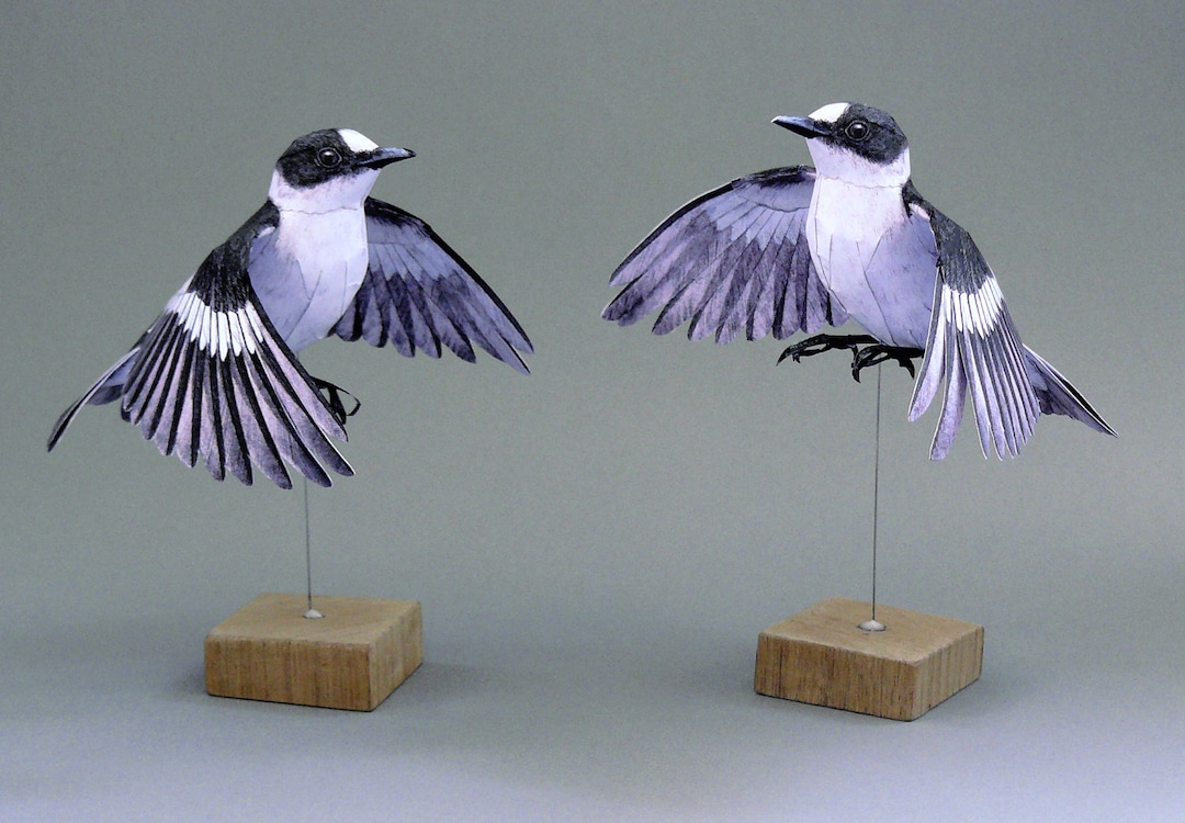 Template Papercraft Flycatcher in Flight. - Etsy