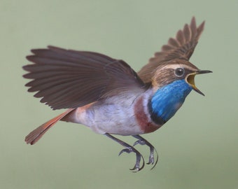 Template Bluethroat, a paper model