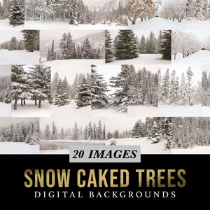 20 Snow Caked Trees Digital Backgrounds - Winter photography backdrops - snow - nature