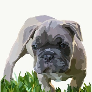 Fergus the Frenchie