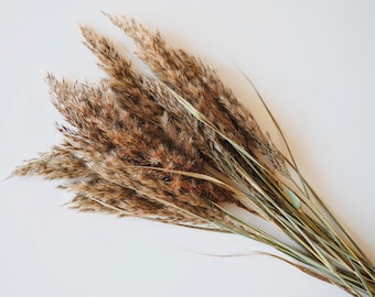 Dried flowers / Natural flowers / Palm spears /Bunny tails / Billy buttons / Lotus pod / Dried fan leaf  / Everlasting flowers