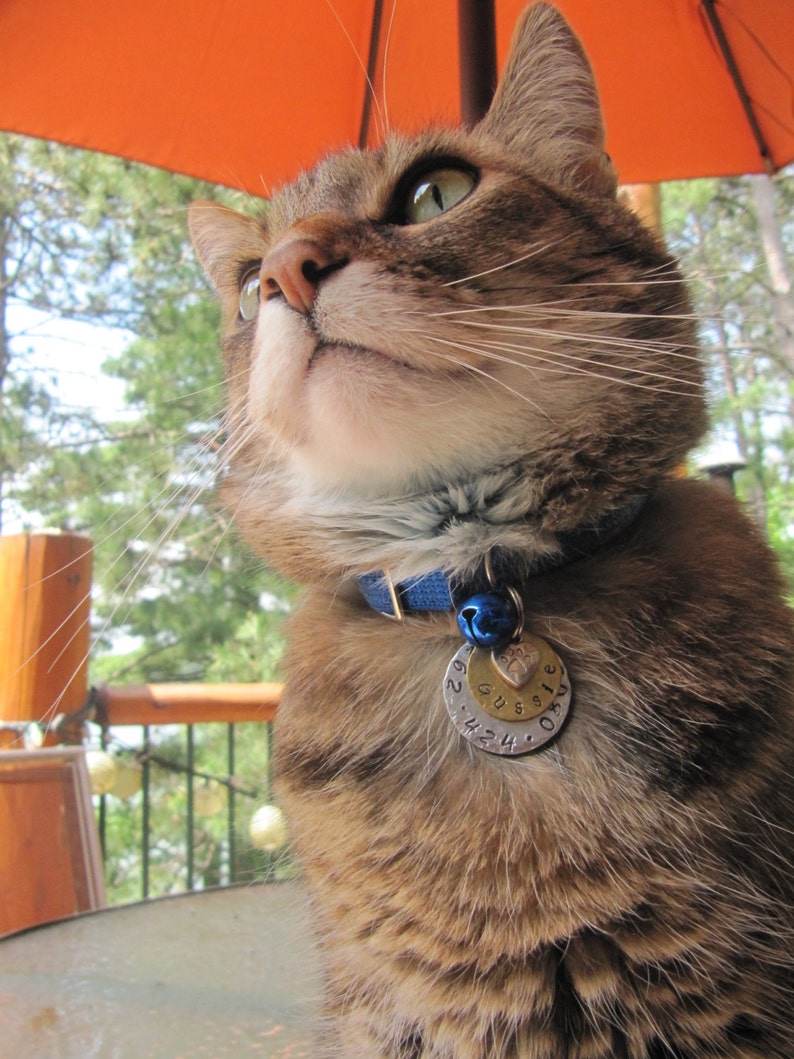 Cat Tag//personalized Cat Tag//cat Name Tag//pet ID //custom Etsy