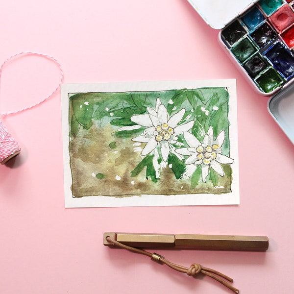 Carte postale edelweiss nature aquarelle dessin fleur