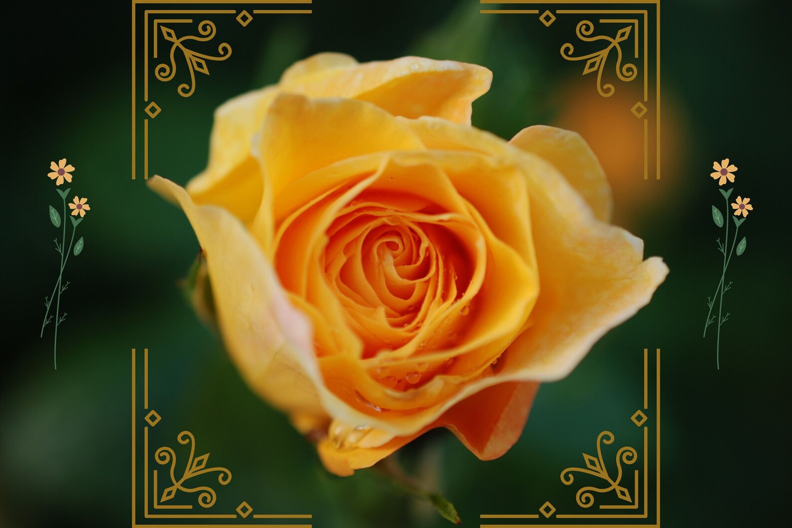 Flower Photography Summer Rose Flower Download Photo Etsy