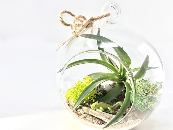 chameleon in glass terrarium