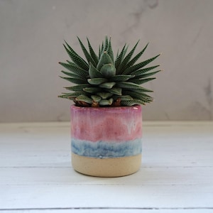 Puede incluir: Una planta suculenta Haworthia verde y puntiaguda en una maceta cilíndrica de cerámica. La maceta presenta un esmalte tricolor con una sección superior rosa lisa, una banda central azul texturizada y una base beige mate sólida.