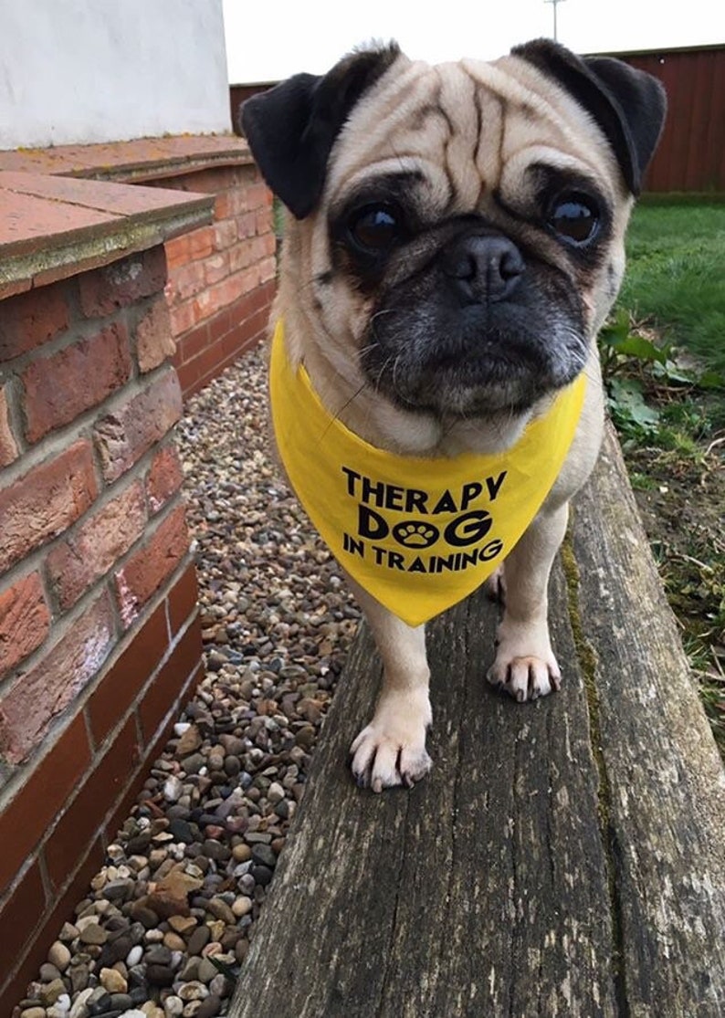 Bandana de thérapie pour chien d'entraînement jaune rouge bleu image 9