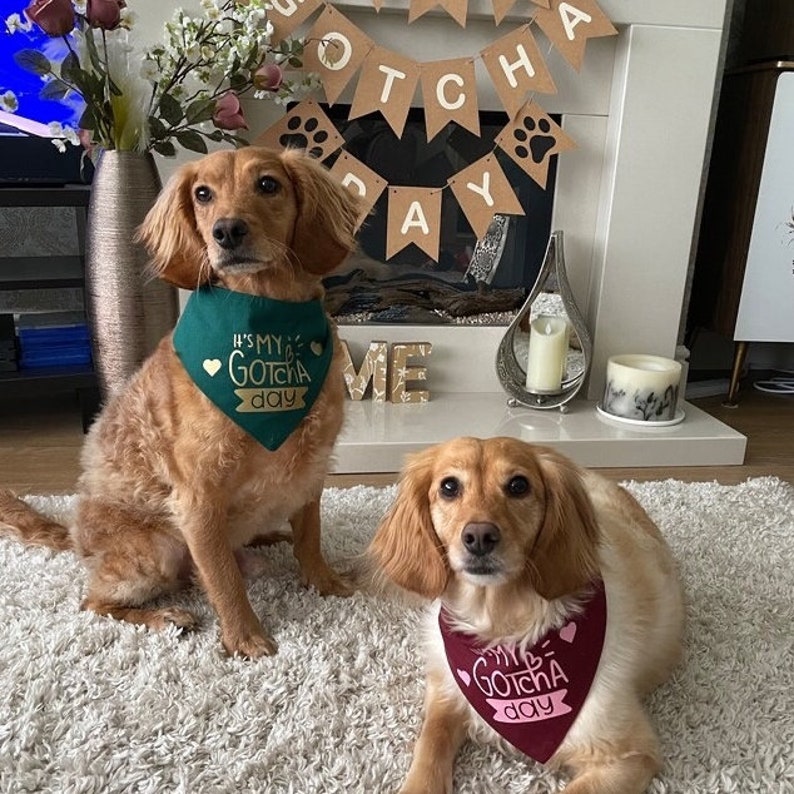 May include: Two golden brown dogs wearing green and burgundy bandanas with the text "It's my Gotcha day" in gold lettering. The dogs are sitting on a white fluffy rug in front of a fireplace.