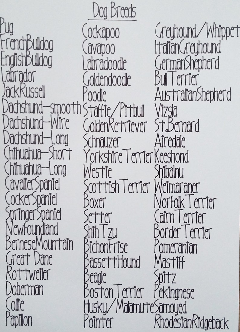 May include: A list of popular dog breeds written in black ink on a white background. The list includes breeds such as Pug, French Bulldog, English Bulldog, Labrador, Jack Russell, Dachshund, Chihuahua, Cavalier Spaniel, Cocker Spaniel, Springer Spaniel, Newfoundland, Bernese Mountain, Great Dane, Rottweiler, Doberman, Collie, Papillon, Cockapoo, Cavapoo, Labradoodle, Goldendoodle, Poodle, Staffie/Pitbull, Golden Retriever, Schnauzer, Yorkshire Terrier, Westie, Scottish Terrier, Boxer, Setter, Shih Tzu, Bichon Frise, Basset Hound, Beagle, Boston Terrier, Husky/Malamute, Pointer, Greyhound/Whippet, Italian Greyhound, German Shepherd, Bull Terrier, Australian Shepherd, Vizsla, St. Bernard, Airedale, Keeshond, Shibalnu, Weimaraner, Norfolk Terrier, Cairn Terrier, Border Terrier, Pomeranian, Mastiff, Spitz, Pekingnese, Samoyed, Rhodesian Ridgeback.