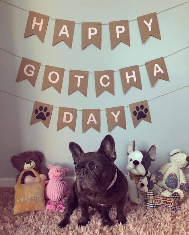 May include: A brown and white banner with the text "Happy Gotcha Day" hangs on a light blue wall. A black French bulldog sits in front of the banner with a pink collar. There are several stuffed animals in the background, including a brown teddy bear, a pink pig, and a white and black dog.