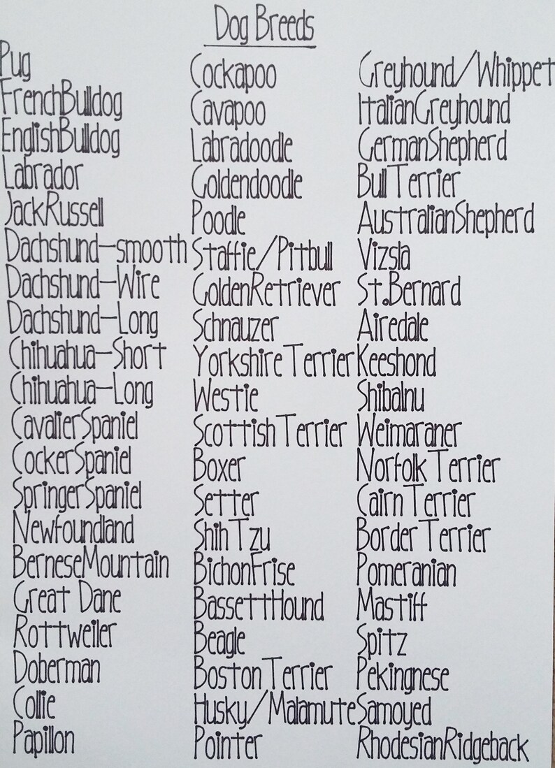 May include: A list of popular dog breeds written in black ink on a white background. The list includes breeds such as Pug, French Bulldog, English Bulldog, Labrador, Jack Russell, Dachshund, Chihuahua, Cavalier Spaniel, Cocker Spaniel, Springer Spaniel, Newfoundland, Bernese Mountain, Great Dane, Rottweiler, Doberman, Collie, Papillon, Cockapoo, Cavapoo, Labradoodle, Goldendoodle, Poodle, Staffie/Pitbull, Golden Retriever, Schnauzer, Yorkshire Terrier, Westie, Scottish Terrier, Boxer, Setter, Shih Tzu, Bichon Frise, Basset Hound, Beagle, Boston Terrier, Husky/Malamute, Pointer, Greyhound/Whippet, Italian Greyhound, German Shepherd, Bull Terrier, Australian Shepherd, Vizsla, St. Bernard, Airedale, Keeshond, Shibalnu, Weimaraner, Norfolk Terrier, Cairn Terrier, Border Terrier, Pomeranian, Mastiff, Spitz, Pekingnese, Samoyed, Rhodesian Ridgeback.