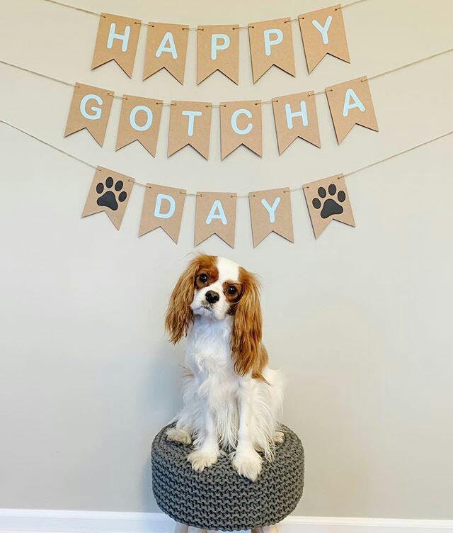 Dog Cat Gotcha Party Bunting Garland Pet Adoption Party Decorations Supplies Gold Glitter Happy Gotcha Day Banner Pre-assembled 