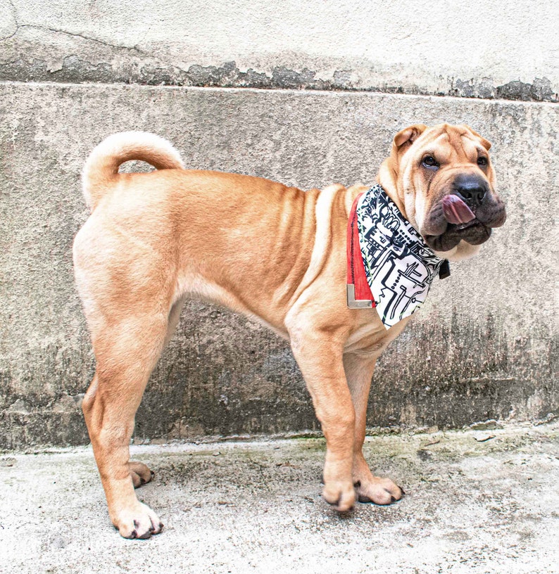 Pode incluir: Um c&atilde;o Shar-Pei marrom claro usando uma bandana preta e branca com uma borda vermelha est&aacute; em p&eacute; em uma superf&iacute;cie de concreto cinza.