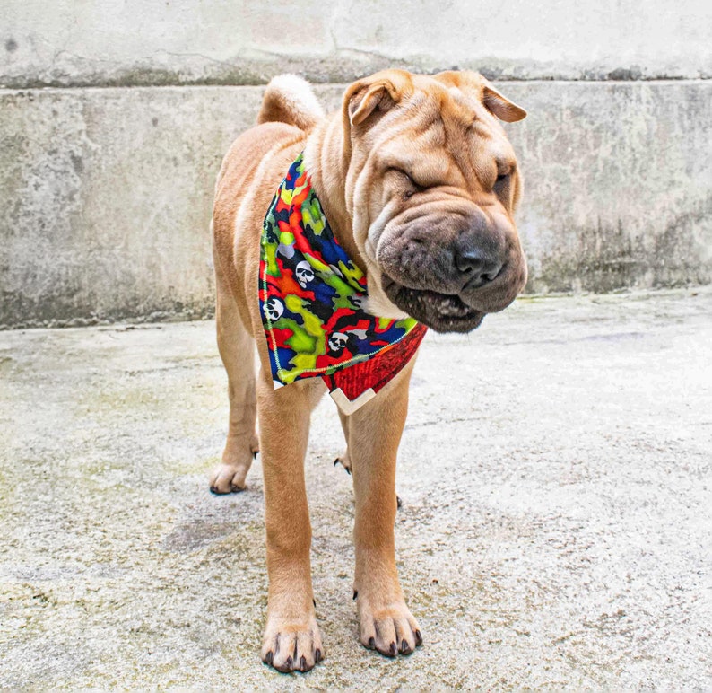 Pode incluir: Um c&atilde;o Shar-Pei marrom claro usando uma bandana colorida com um padr&atilde;o de caveira. O c&atilde;o est&aacute; em p&eacute; em uma superf&iacute;cie de concreto e olhando para baixo.