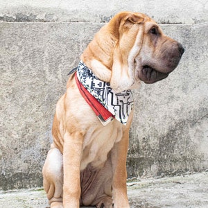 Pode incluir: Um c&atilde;o Shar-Pei de cor canela usando uma bandana branca com padr&otilde;es geom&eacute;tricos pretos e verdes e uma borda vermelha. O c&atilde;o est&aacute; sentado em frente a uma parede de concreto cinza.