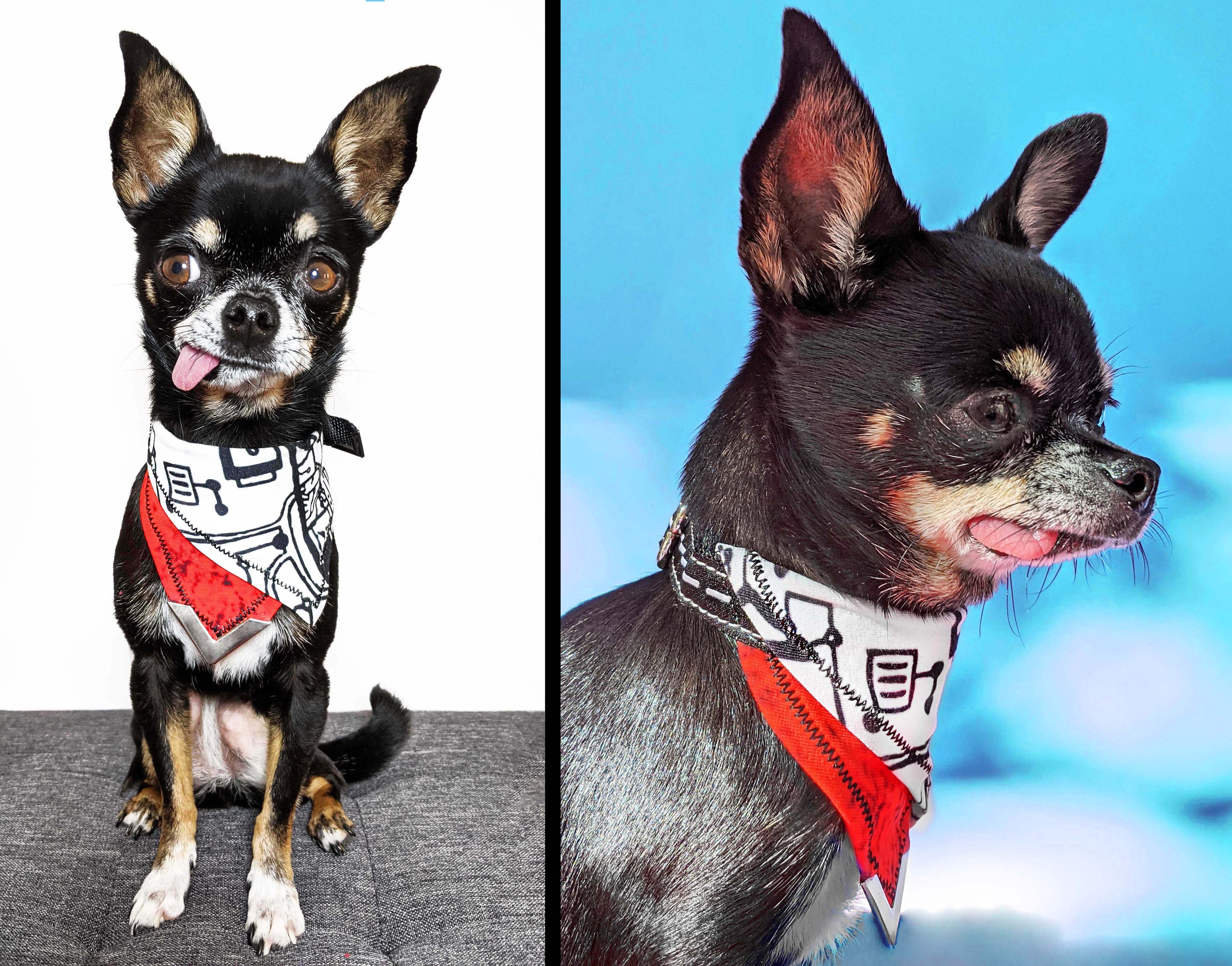 Can Cats Wear Small Dog Collars