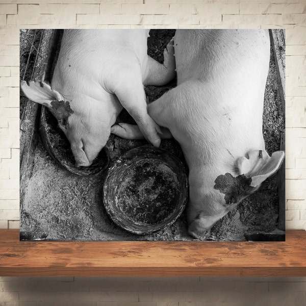 Sleeping Pigs Photograph - Fine Art Print - Black White Photo - Wall Decor - Farmhouse Decor - Pig Pictures - Farm Photography - Animals