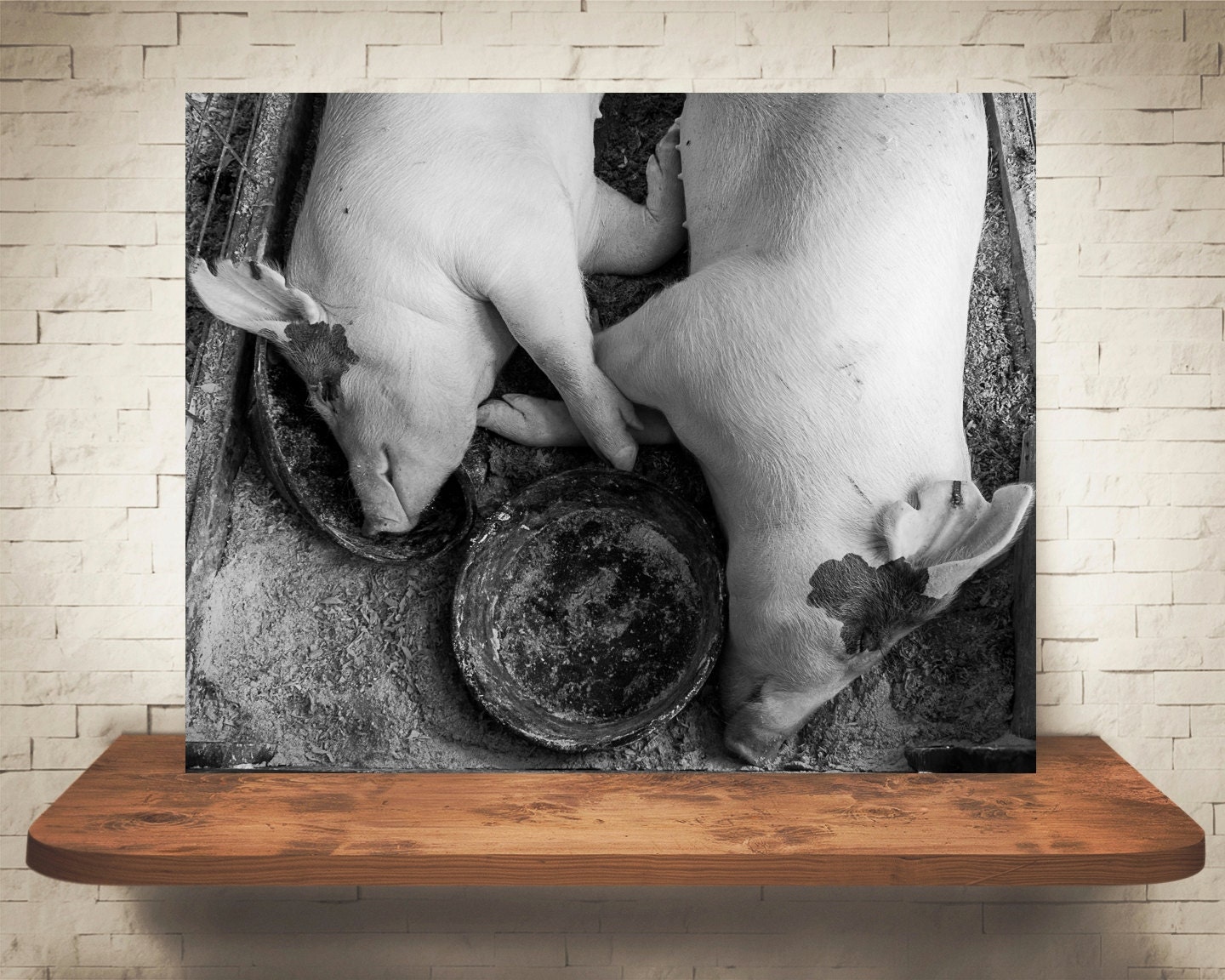 Pictures Pigs Pig Photograph Black White Photography Farmhouse Decor Rustic Fine Art Print Farm Country