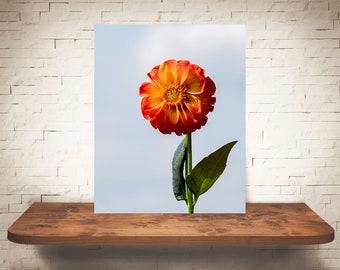 Fotografía de flor de dalia - Impresión de bellas artes - Fotografía en color - Arte de pared naranja - Decoración de pared - Flores de cuadros - Decoración de granja - País