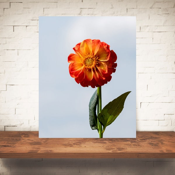 Dahlia Flower Photograph - Fine Art Print - Color Photography - Orange Wall Art - Wall Decor - Pictures Flowers - Farmhouse Decor - Country