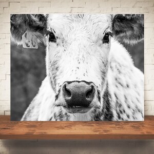 Cow Photograph - Fine Art Print - Black White Photo - Wall Art Decor - Rustic Decor - Pictures of Cows - Farmhouse Decor - Country