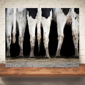 Cow Photograph - Color Photography - Fine Art Print - Farm Wall Decor - Pictures of Cows - Farmhouse Decor - Cow Tails Wall Art