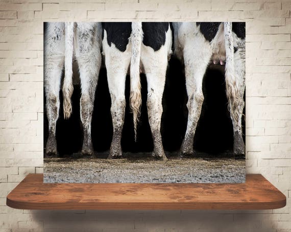 Cow Photograph - Color Photography - Fine Art Print - Farm Wall Decor - Pictures of Cows - Farmhouse Decor - Cow Tails Wall Art