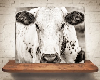 Cow Photograph - Fine Art Print - Sepia Photo - Wall Art Decor - Rustic Decor - Pictures of Cows - Farmhouse Decor - Country