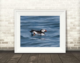 Fotografía de frailecillo - Impresión artística - Fotografía a color - Arte mural de aves - Imágenes de frailecillos - Decoración para cabañas y casas de playa - Aves marinas