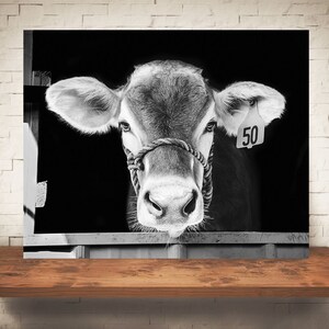 Brown Swiss Cow Photograph - Fine Art Print - Black White Photography - Wall Art Decor -  Farm Pictures - Farmhouse Decor - Cows - Country