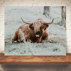 Scottish Highland Cattle Photograph - Fine Art Print - Color Photography - Wall Art Decor - Farmhouse Decor - Cow Pictures - Rustic