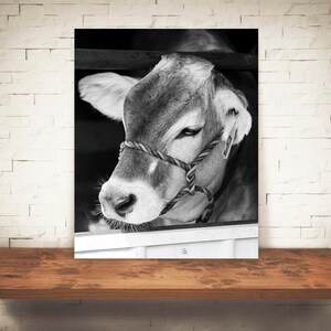 Brown Swiss Cow Photograph - Fine Art Print - Black White Photography - Wall Art Decor -  Farm Pictures - Farmhouse Decor - Cows - Country
