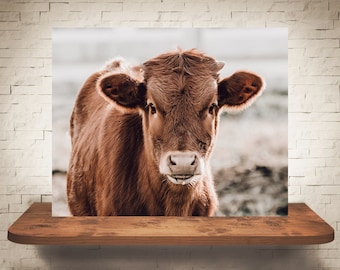 Longhorn Calf Cow Photograph - Fine Art Print - Color B&W Photography - Farm Wall Art Decor - Pictures Cows - Farmhouse Decor - Rustic