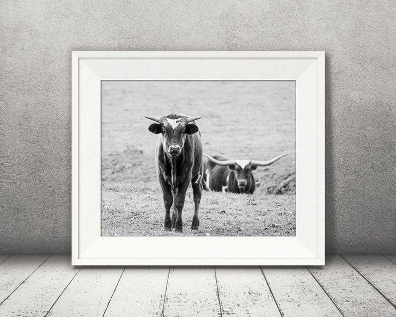 Wall Art Black White Photo Longhorn Cattle Cow Photograph Pictures of Cows Farmhouse Decor Fine Art Print Rustic Decor