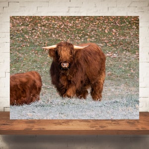 Highland Cow Photograph - Fine Art Print - Color Photography - Farm Wall Art - Wall Decor - Pictures Cows - Farmhouse Decor - Rustic