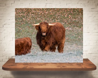 Highland Cow Photograph - Tirage d’art - Photographie couleur - Art mural de ferme - Décoration murale - Photos Vaches - Décor de ferme - Rustique