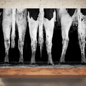 Cow Photograph - Black White Photography - Fine Art Print - Farm Wall Decor - Pictures of Cows - Farmhouse Decor - Cow Tails Wall Art
