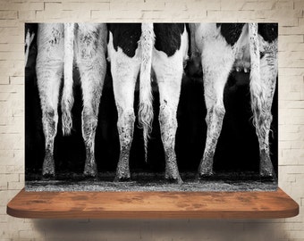 Cow Photograph - Black White Photography - Fine Art Print - Farm Wall Decor - Pictures of Cows - Farmhouse Decor - Cow Tails Wall Art