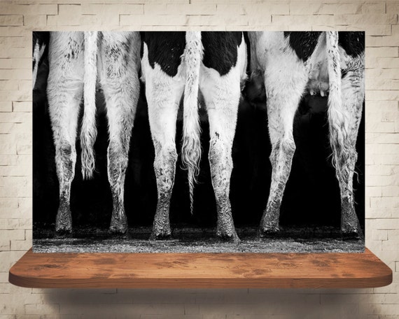 Cow Photograph - Black White Photography - Fine Art Print - Farm Wall Decor - Pictures of Cows - Farmhouse Decor - Cow Tails Wall Art