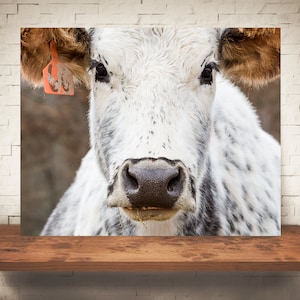 Cow Photograph - Fine Art Print - Color Photo - Wall Art Decor - Rustic Decor - Pictures of Cows - Farmhouse Decor - Country