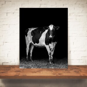 Cow Photograph - Fine Art Print - Black White Photography - Wall Art - Home Decor - Wall Decor -  Farm Pictures - Farmhouse Decor - Cows
