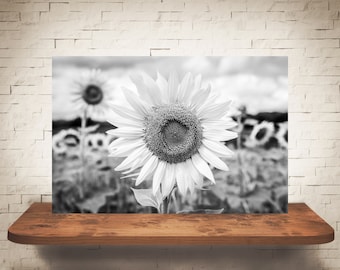 Black White Sunflower Photograph - Nature Photography - Fine Art Print - Sunflowers - Flower Pictures - Floral Decor - Country