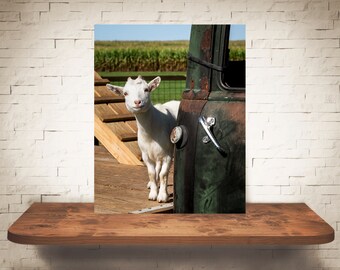 Photographie de chèvre - Tirage d’art - Photographie couleur N&B - Art mural de ferme - Décoration murale - Photos Chèvres - Décor de ferme - Rustique