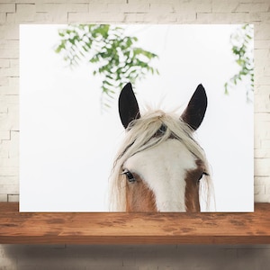 May include: A close-up of a brown and white horse's face. The horse has a white blaze on its forehead and a brown nose. The horse's eyes are closed and its mane is flowing in the wind.